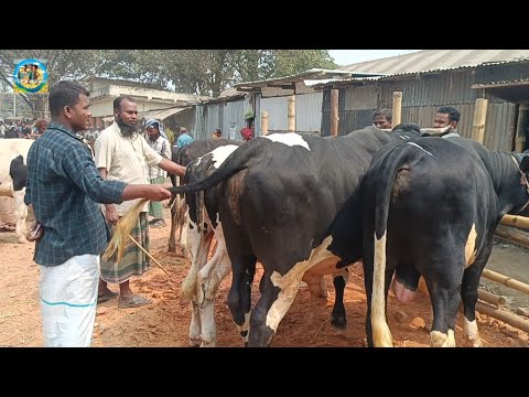 @ আজ ১১ মার্চ"২৫|| মাংসের ওজন সহ বড় বড় ষাঁড় গরুর কেনা-বেচা ঠাকুরগাঁওয়ের খোঁচাবাড়ী হাটে||