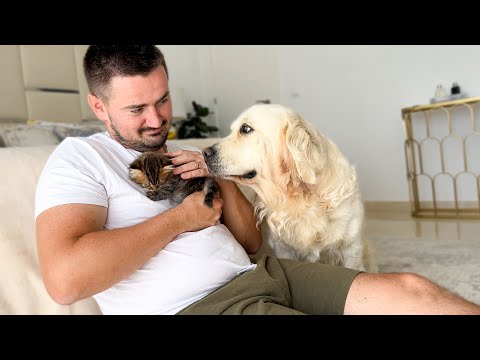 Jealous Dog DEMANDS Attention While I Cuddle a Kitten 🐾