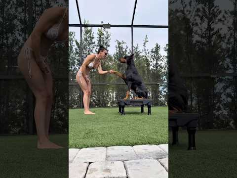 Training with my Doberman #dogtraining #dogtricks #dogs