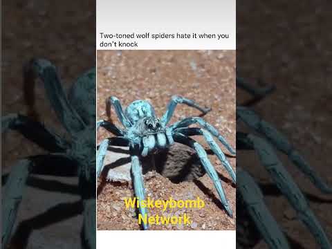 Spider says peek a-boo