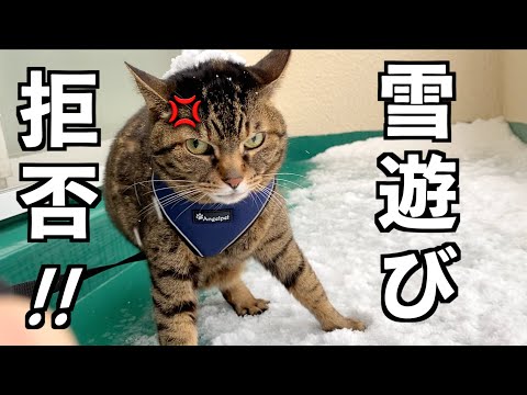 凶暴猫と雪遊びをしようとした結果...