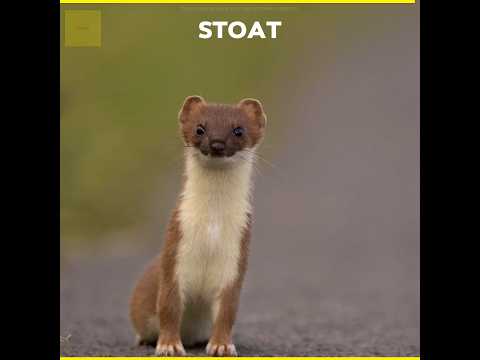 Stoat In New Zealand 😱#shorts #facts #amazingfacts