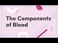 Understanding the Circulatory System: Blood Components