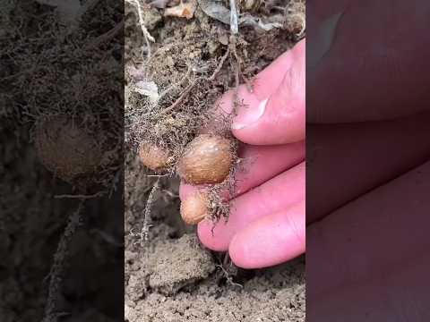 The Secret Forest Fern That Turns Into a Traditional Remedy 🌿 #shortsvideo