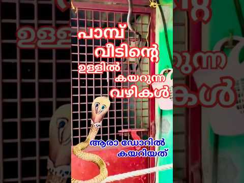 വീടിന്റെ ഉള്ളിൽ ഇങ്ങനെയും പാമ്പ് കയറും This is how a snake can get inside a house#shihabchelarivlogs