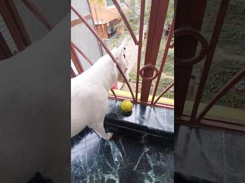 বল ভাইদের জন্য #doglover #dog #shorts