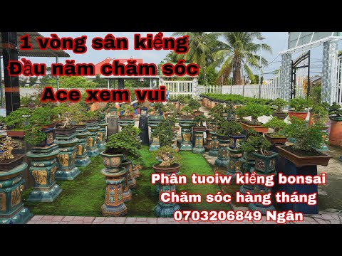 dạo 1 vòng vườn kiểng kiểm tra xem cây như thế nào . 0703206849 Ngân . sdt chia sẽ phân tưới kiểng