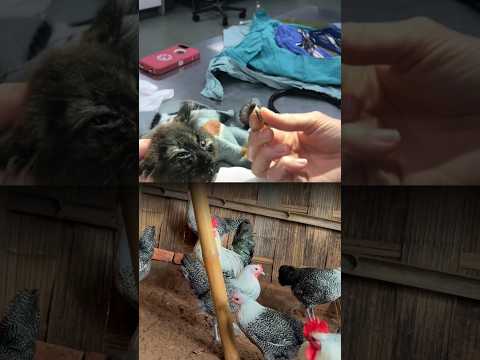 #botflyremov #shorts #animals 2.1