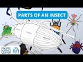 Insect Anatomy and Drawing Techniques