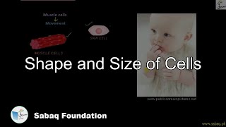 Shape and Size of Cells