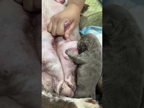 #asmr#shorts#pet#dog#개#애완 동물