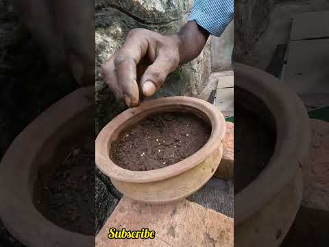 നിങ്ങൾ കാന്താരി കിളിപ്പിച്ചിട്ടുണ്ടോ?