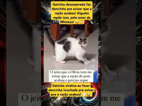 A Olívia: "Cuida, mulher! Que eu tou em tempo de desmaiar de fome!" #fyp #funnyshorts #shorts #cats