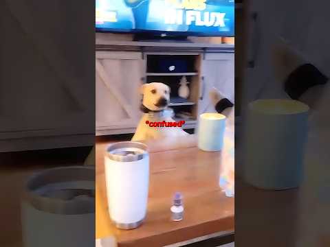 The dog’s reaction 😂❤️