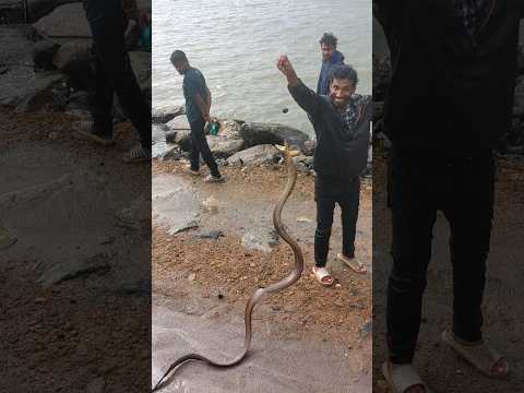 ഇതെന്താ guys പമ്പോ 🐍മീനോ?  കടലിൽ നിന്നും monster fish ചേറ്റ്ആരാൽനെ പൊക്കി #eelfishing #seamonster