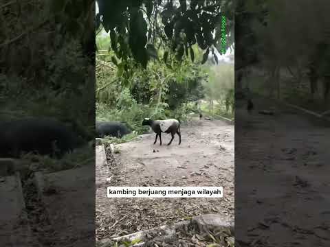 Dongeng Kambing pejuang