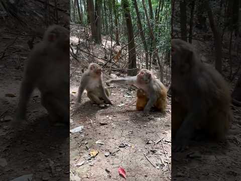 जब बंदर ने खोया आपा और दे मारा थप्पड़! | बंदर की गली वाली लड़ाई #trending #youtubeshorts #shorts