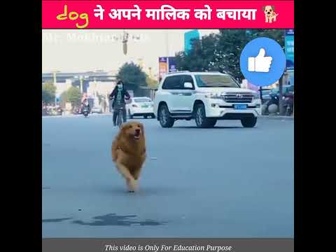 dog ने बचाई अपने मालिक की जान | #shorts #storyvideo