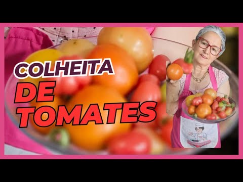 🌱🍅 COLHI TOMATES NA MINHA HORTA E FOI UM PRESENTE DA NATUREZA! 🍅🌱