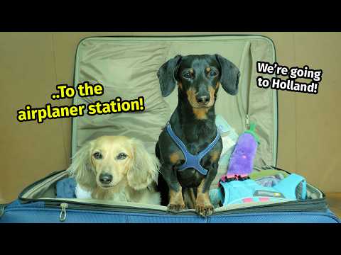 Ep 66: The Dogs Go to The NETHERLANDS!🌷 — (Cute & Funny Dog Travel Video)