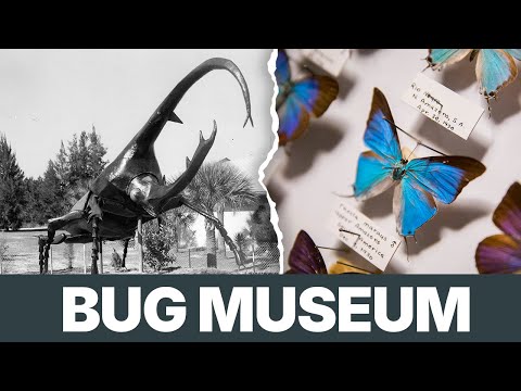 The Fascinating History of the Colorado Springs Bug Museum