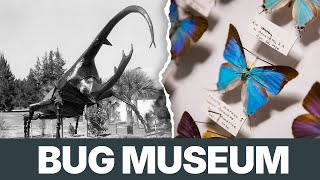 The Fascinating History of the Colorado Springs Bug Museum