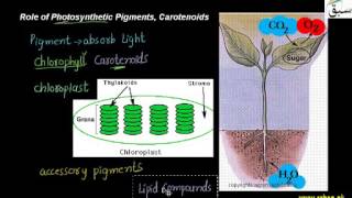 Role of Photosynthetic Pigments, Carotenoids