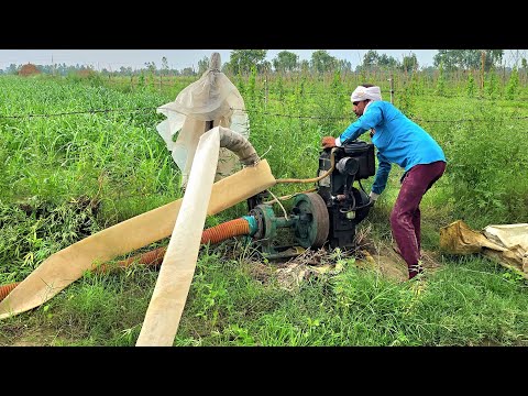 Due to lack of rain, the farmer irrigated his crop by water pump diesel engine