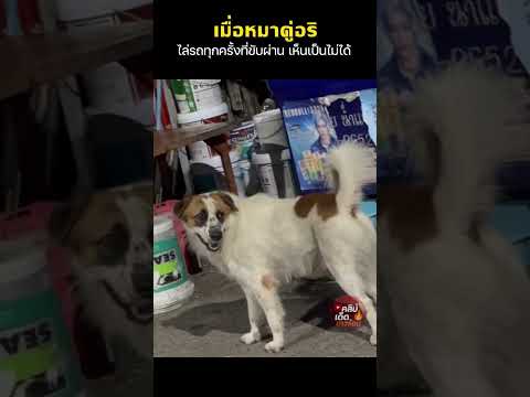 เมื่อหมาคู่อริ ไล่รถทุกครั้งที่ขับผ่าน เห็นเป็นไม่ได้