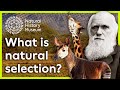 Evolution and Natural Selection Concepts