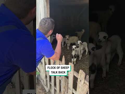 funny sheep 🐑#happy #funny #foryou #cute #fyp #sheep #jump #youtubeshorts