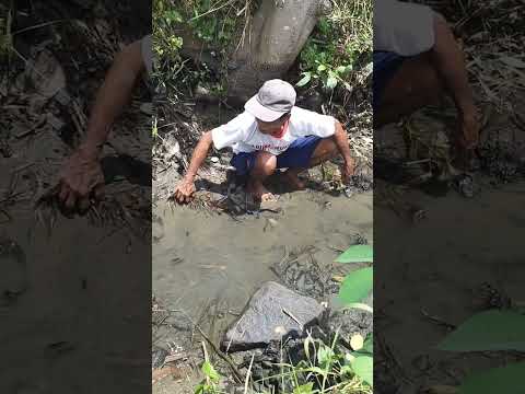 hidup di kampung, cari ikan sungai rame rame