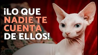 ¡5 CUIDADOS que todo GATO ESFINGE necesita! 🐈🧴 | ¿Hay que ponerles CREMA SOLAR?