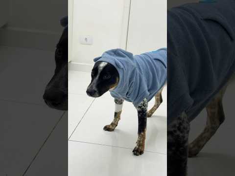 BENTINHO ESTÁ COM UMA BACTÉRIA 🫤 #pitbull #cachorros #pets #animais #testegenetico
