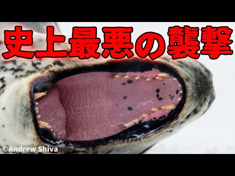 ヒョウアザラシによる史上最悪の襲撃がこちら【解説動画】