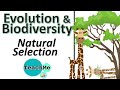 Evolutionary Adaptations of Giraffes