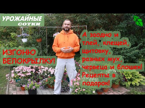 Только так можно изгнать белокрылку! Клей, теппеки, яды и грибы обзор средств и способов
