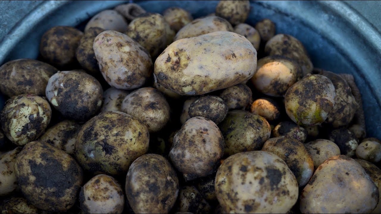 Harvesting Potatoes #33