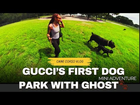 Cane Corso Puppy Gucci’s First Dog Park With Ghost