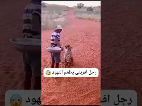 رجل افريقى يطعم الفهود