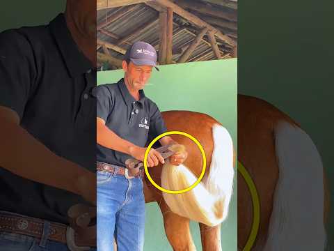 This Man Transformed His Horse for the Race 🐎 #shortvideo