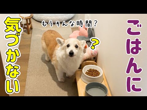 感覚が衰えてきたシニアコーギーと天真爛漫なコーギーの休日