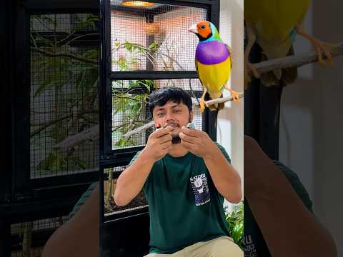 āϰā§āĻŽā§āϰ āĻāĻŋāϤāϰ⧠āϰāĻāĻŋāύ āĻĒāĻžāĻāĻŋāϰ āĻā§āĻā§āĻ āĻāĻā§āĻāϞ - Indoor finch setup