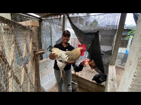 Vlog - Manejo das Aves - Trocando Galinhas Caipirão Gigante #02