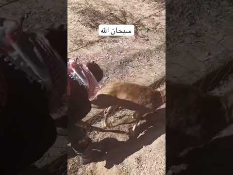 ضيفني