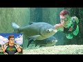 Impact of Asian Carp on Ecosystems