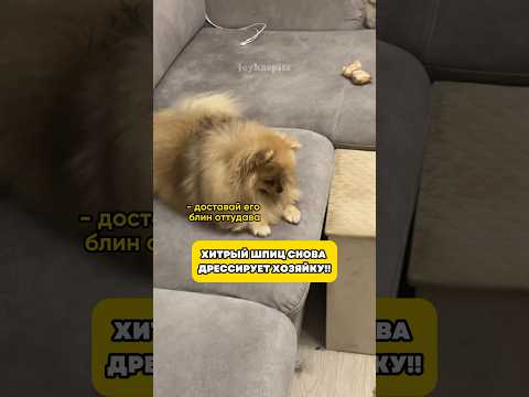 Как вам такое?! #минишпиц #собака #pomeranian #шпиц #собаки #смешноевидео