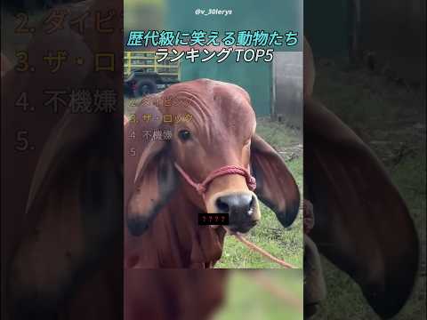 歴代級に笑える動物たち
