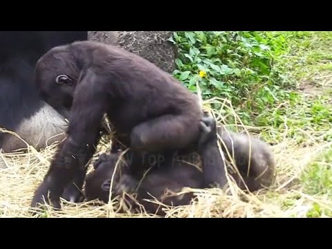 Ringo Uses His Body Weight to Pin Down Jabali! 😆林戈用自己的體重壓制住呷百二！