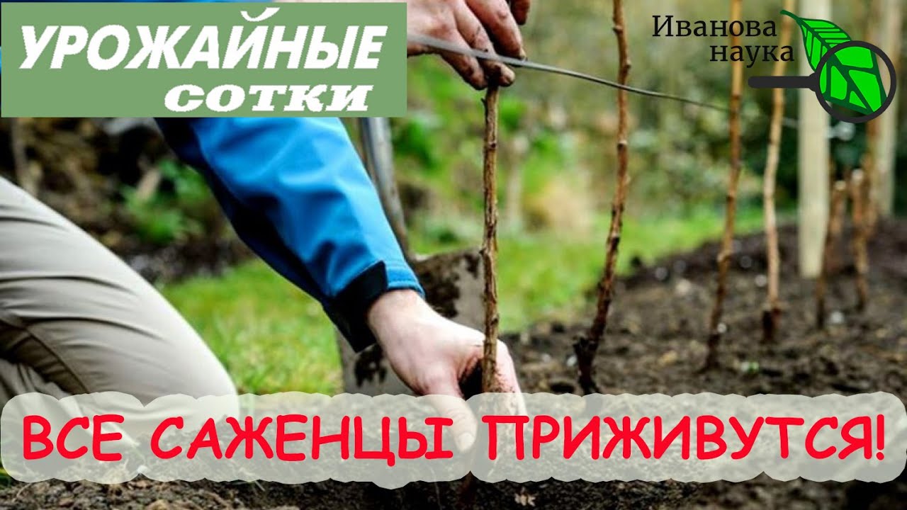 Не теряйте года! Суперспособ приживить любые саженцы от земляники до роз!